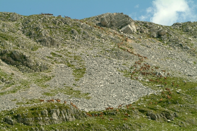 Cerbiatti: generazione 2008